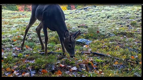 Wild Ontario - Trail Cam Captures Early October