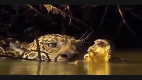 jaguar 🐆 attack the crocodile 🐊
