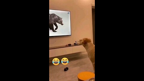 Dog watching tv