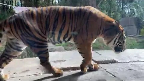 Royal bengal Tiger - Largest Tiger in the World