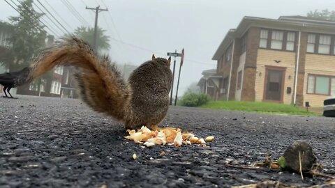 Crow Close-Up: Fish, Peanuts,&Hijinks