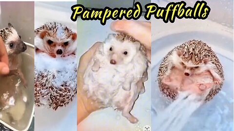 Pampered Puffballs: Hedgehogs Enjoying a Luxurious Bath