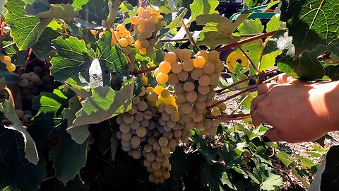 Grape Harvest, Canning Grape Juice & Planting with Benjamin! 🍇🥰🌿