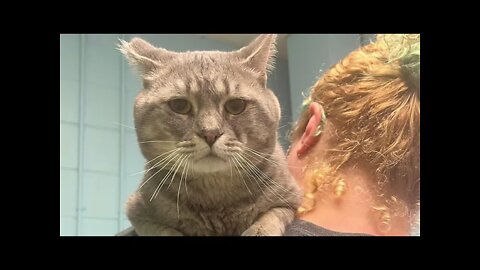 "Lincoln" - 3yr male found with frostbite and eye problems is now ready for adoption! | Niagara SPCA