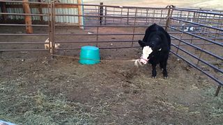 Golden Retriever Puppy Bored On The Farm Finds The Perfect Companion For A Tug Of War