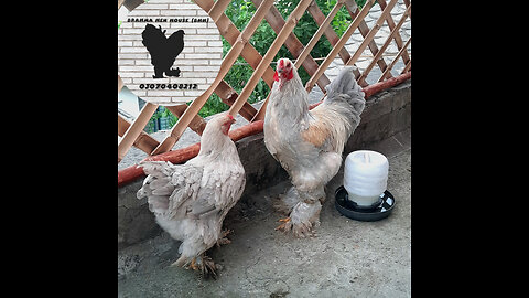 Isabel brahma hens