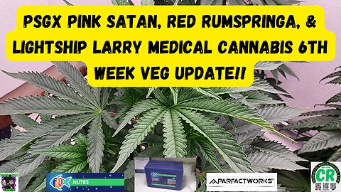 Prairie State Genetix Murder She Wrote Pack Medical Cannabis 6th week veg update shorts video!!