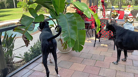 Funny Great Dane Squirrel Patrol Inspects Chew Hole Screen Damage