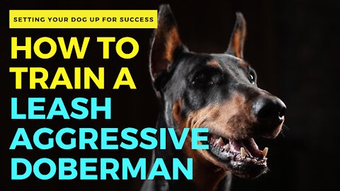 HOW TO TRAIN A LEASH AGGRESSIVE DOBERMAN