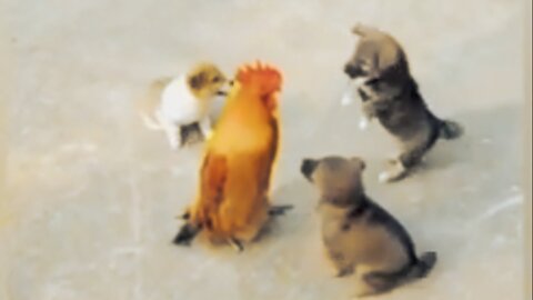 Chicken VS Dog Fight - Funny Dog Fight Videos