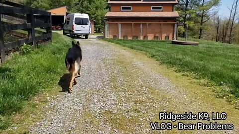 Dog Training VLOG - Bear Problems