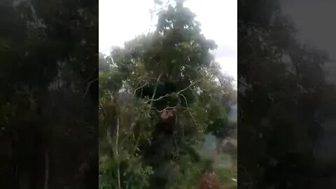 Oso perezoso en un corregimiento de Santander (Cincelada)