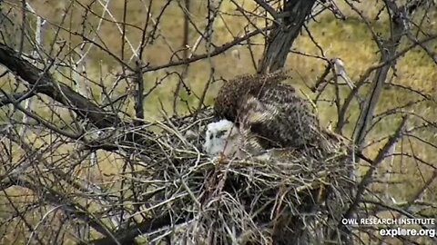 Rodger's Place-Showing Two of Three Owlets 🦉 4/18/22