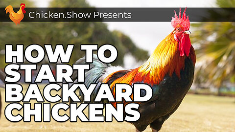 Chicken Keeping For Beginners