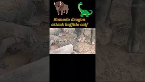 Komodo dragon attack buffalo calf #shorts #youtubeshorts #shortvideo