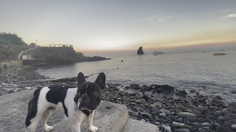 French Bulldog at the beach 🐶