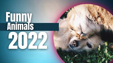 Funny Animals 2022 / Best moments