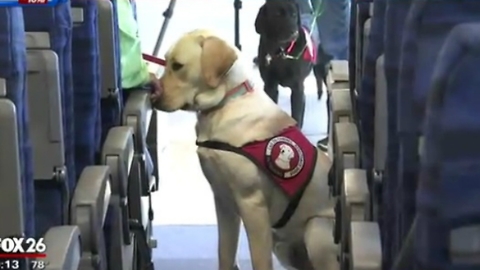Woman's Viral Post Tells Us What To Do If A Service Dog Approaches You Without An Owner