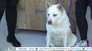 Pet of the week: Alona