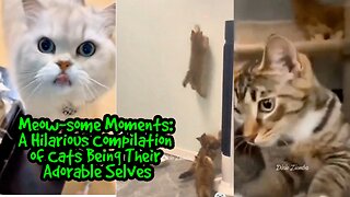 Meow-some Moments: A Hilarious Compilation of Cats Being Their Adorable Selves
