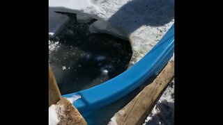 Frozen Trough and Hydrant Fix