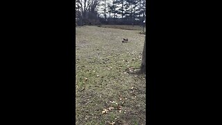 Dog soccer