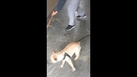 High-Energy Frenchie Can't Stop Chasing Broom
