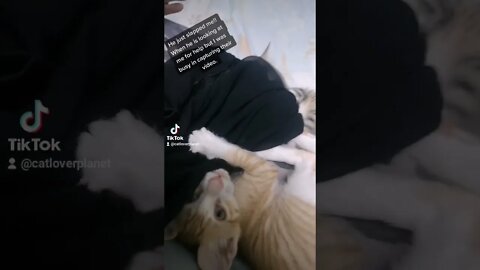 Ginger Kitten Slaps Owner - Cute and Funny video of Kitten