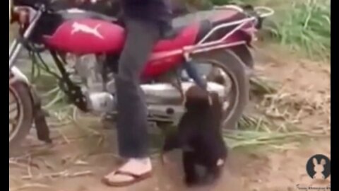 Monkey Wants To Ride A Motorcycle after that throws a Tantrum..