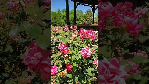 Ever been to this World Famous Rose Garden? - 13 #shorts