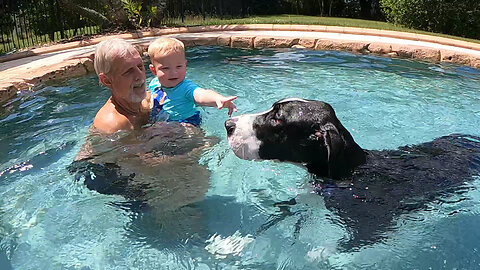 Gentle Great Dane joins grandpa & grandson for 1st swim in the pool