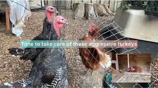 What I have to do with my aggressive turkeys￼!!!