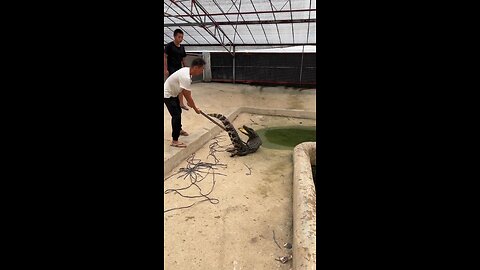 The crocodile was tied like a theif!