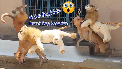 Fake Big Lion Prank Dog Jumping Funny Video Can Not Stop Laugh Must Watch New Comedy Video 2023