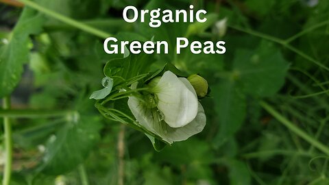 Growing Organic Green Peas in summer garden 2023
