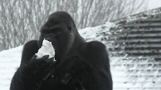 Zoo gorilla chows down on massive snowball during heavy snowfall