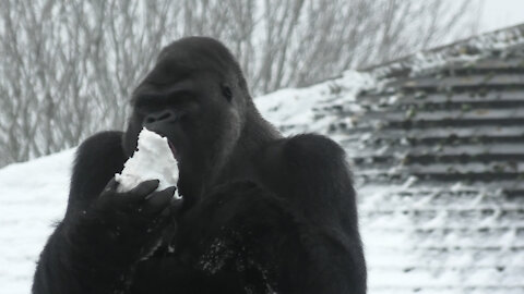 Zoo gorilla chows down on massive snowball during heavy snowfall