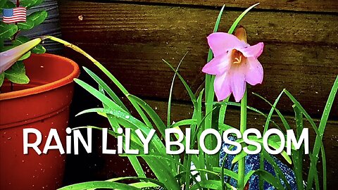 Super Easy To Grow Rain Lily Flowers