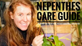 NEPENTHES PITCHER PLANT CARE 101. HOW TO GET MORE PITCHERS, SHOULD YOU FILL THEM WITH WATER? 👩‍🔬🤓