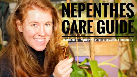 NEPENTHES PITCHER PLANT CARE 101. HOW TO GET MORE PITCHERS, SHOULD YOU FILL THEM WITH WATER? 👩‍🔬🤓