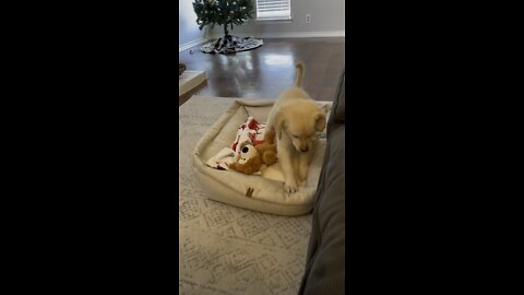 Cute puppy making his BED 🥺🥰