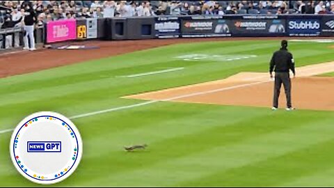 Squirrel dashes across the outfield as Yankee Stadium fans cheer along