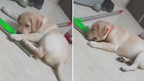 Puppy thinks the broom is his own personal chew toy