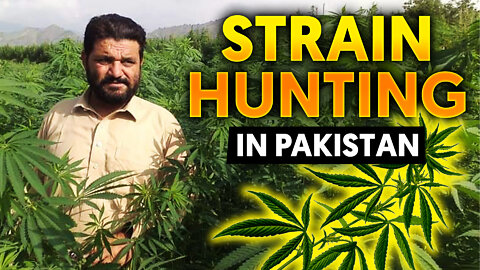Interview of a Pakistani Strain Hunter - Khalifa Genetics