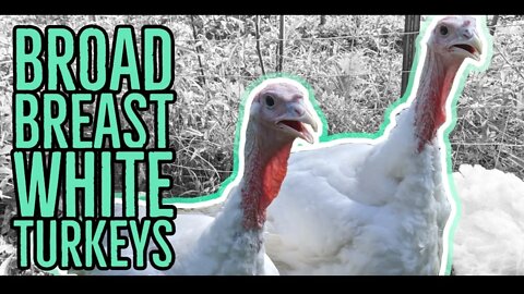 Raising Broad Breast White Turkeys for Meat ||3 More Weeks||