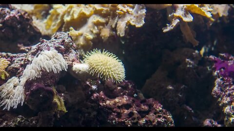 Ocean wildlife on bottom of sea with fish