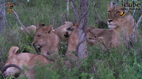 Daughters Of The Mapogo Lions - Rebuilding The Othawa Pride - 34: Finishing An Impala Meal