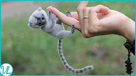 Finger Monkey! Most Adorable Animal In The World #cutemonkey#Rumble