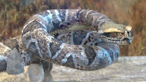 Snakes Alive Exhibit Puts Spotlight On Slithery Creatures In Lethbridge - July 7, 2022 - Micah Quinn