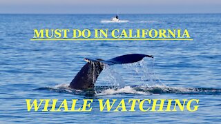 【Travel California】Whale Watching in Moss Landing / Monterey Bay